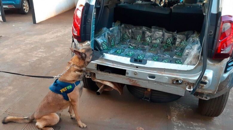 Operação Tamoio: Cães farejadores descobrem 21 Kg de skunk - Crédito: Divulgação