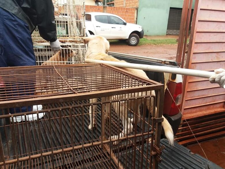 Após denúncia, CCZ recolhe animais em situação precária - 
