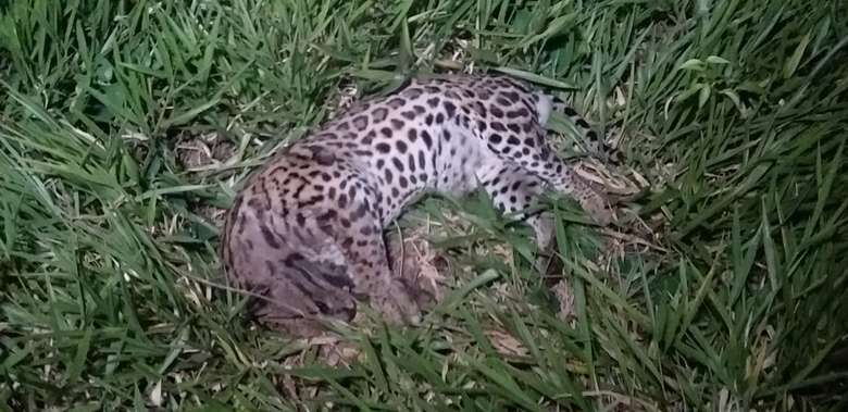 Animal foi encontrado aos fundos do Parque, próximo à rua Palmeiras - Crédito: Divulgação