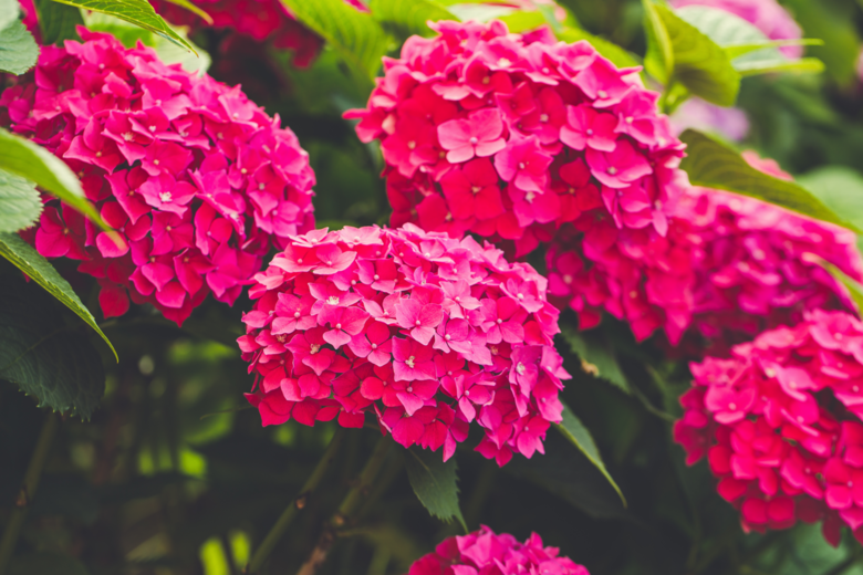 Pesquisa Procon apresenta variação de mais de 660% no preço das flores - 