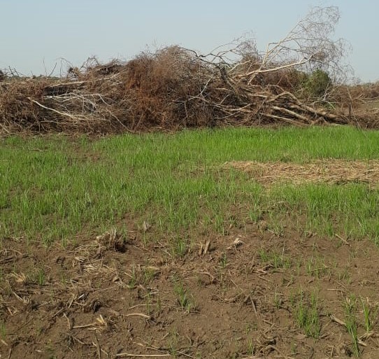 Infrator é autuado em R$ 20 mil por desmatamento ilegal de vegetação - 