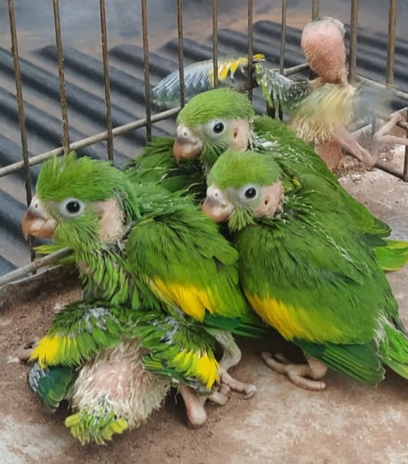 Polícia Militar Ambiental de Jardim apreende seis filhotes de periquitos - 