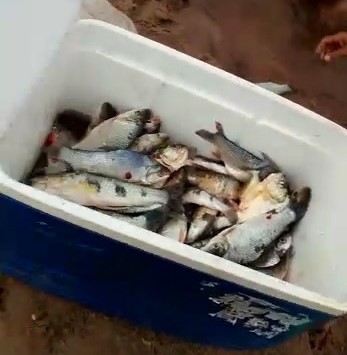 Pescador é autuado após divulgação de fotos e vídeos de pesca predatória nas redes sociais - Crédito: Foto: Divulgação/PMA