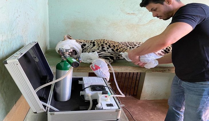 Ozonioterapia ajuda na recuperação de onça ferida em incêndio no Pantanal - Crédito: Semagro