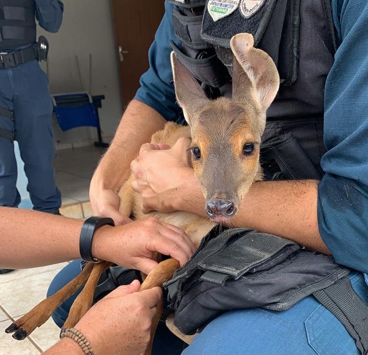Animal silvestre é resgatado após entrar em residência - Crédito: Divulgação/PM