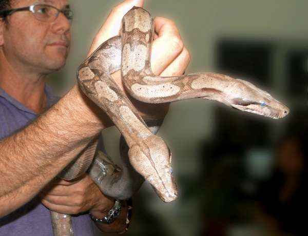 Envenenamento por cobras aumentou com as mudanças climáticas