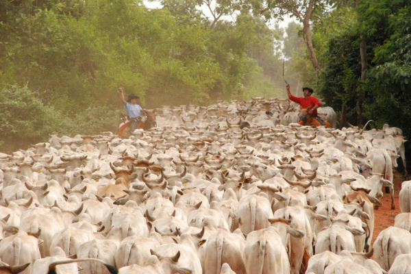 Comitiva de gado: a jornada dos peões pelo Pantanal