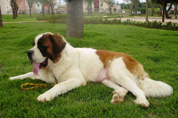 Conheça a raça brincalhona de cachorros São Bernardo - O Progresso